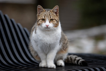 gray stray cat with sad eyes sits on a bench in the park on a blurred background. homeless pet.