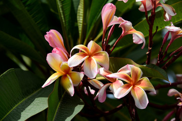 Colorful flowers in the garden.Plumeria flower blooming.Beautiful flowers in the garden Blooming in the summer.Landscaped Formal Garden.	