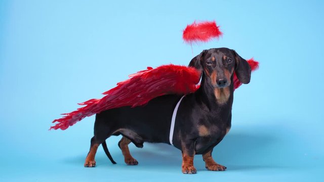 Cute black and tun dachshund stand on bright blue background with crimson red feathered wings on the back and halo above the head. Angel dog congratulates with Valentine Day.