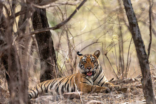 Wild Female tiger resting in dry forest during hot summers in evening safari at ranthambore national park, rajasthan, india - panthera tigris tigris