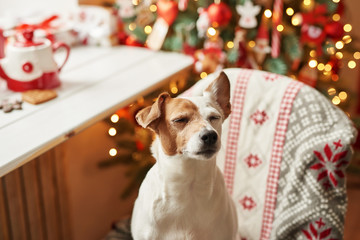 Merry Christmas. Dog Jack Russell Terrier in house decorated with Christmas tree and gifts wishes happy Holiday and Christmas Eve. Postcard Template and calendar. Christmas dog Jack Russell Terrier