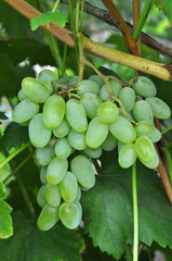 Grapes ripen on the branch of the bush