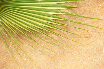 Green leaf of palm tree on yellow sand at the beach