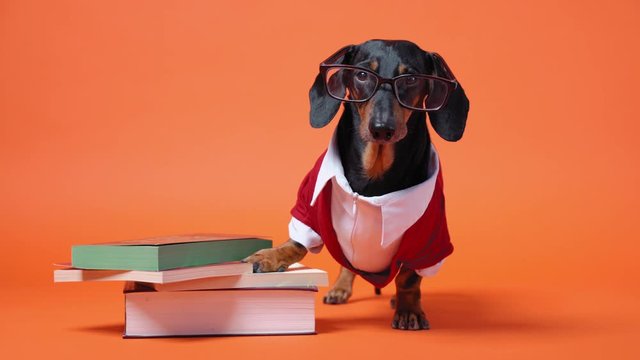 Cute dachshund dressed in red and white costume and glasses stands close to the pile of books, leaning on them with paw. Barks and runs out. Teaching or educating concept. Bright orange background.