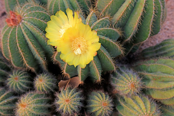 Cactus plants Notocactus magnificus