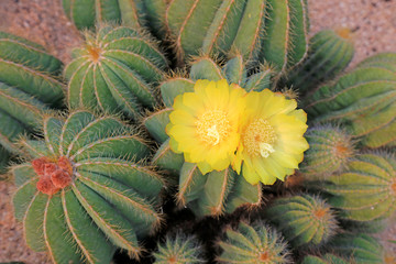 Fototapeta premium Cactus plants Notocactus magnificus