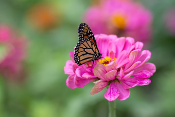 butterfly on flower