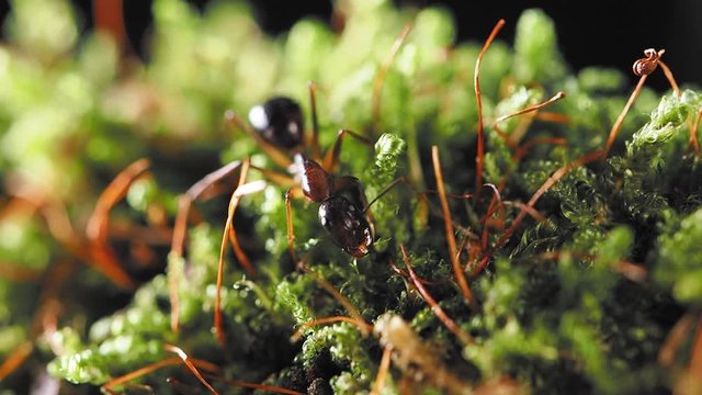 Macro footage of ants, eusocial insect. Slow motion.
