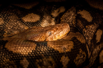 Beautiful snake resting in its habitat.