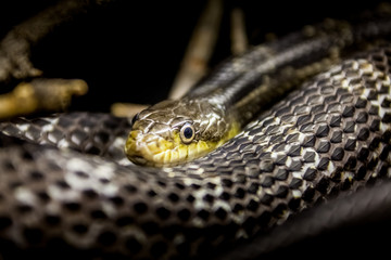 Beautiful snake resting in its habitat.