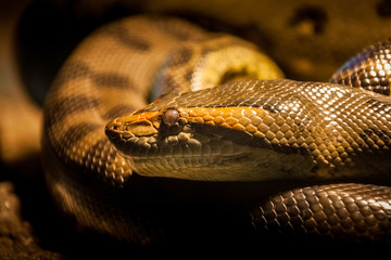 Beautiful snake resting in its habitat.