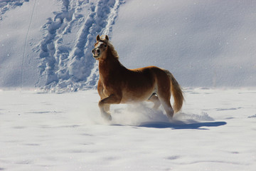 a beautiful haflinger horse rejoices in the deep snow and trots along it