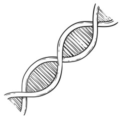 Line art of DNA, vector sketch hand drawn illustration