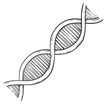 Line art of DNA, vector sketch hand drawn illustration