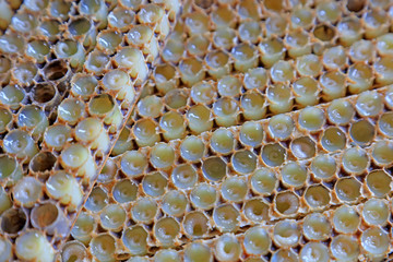 bee larvae in the nest