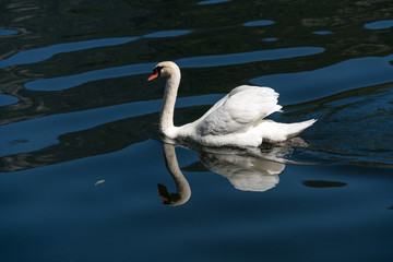 Fototapeta premium Sunlit Mute Swan on Lake Hallstatt