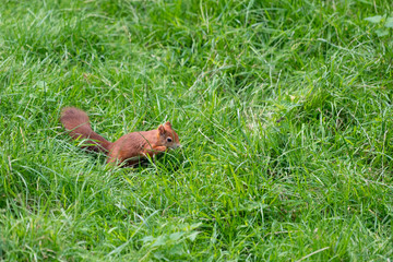Eurasian Red Squirrel (Sciurus vulgaris)