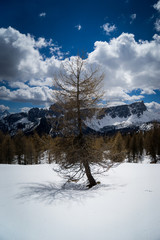 albero nella neve