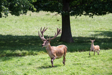 Red Deer (Cervus elaphus)