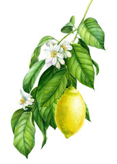Branches with yellow lemons and green leaves. lemon flowers, on an isolated white background, watercolor illustration, botanical 