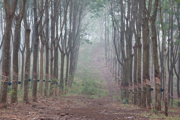 Beautiful foggy trees in the morning