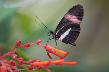 Papillon exotique sur une jolie fleur