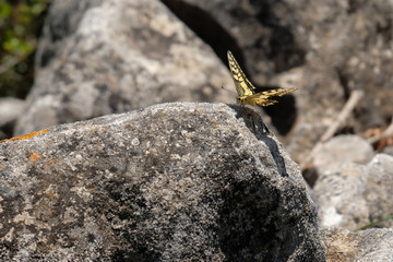 Swallowtail Butterfly at Mount Calamorro near Benalmadena Spain