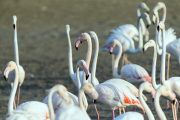 Caribbean pink flamingo at Ras al Khor Wildlife Sanctuary, a wetland reserve in Dubai, United Arab Emirates