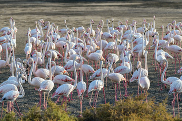 Caribbean pink flamingo at Ras al Khor Wildlife Sanctuary, a wetland reserve in Dubai, United Arab Emirates