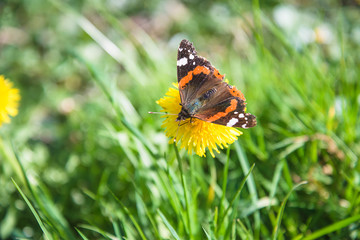 Beautiful peinted lady butterfly on the yellow dandelion on sunny meadow
