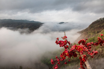 Red flowers on misty highland forest