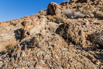 Bearded Dragon in the Desert