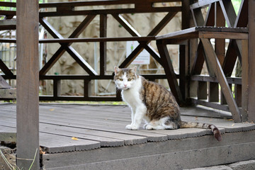 white brown cat sitting on the floor of wooden summerhouse pavilion