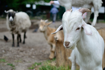 goats and sheeps in contact zoo animal portrait