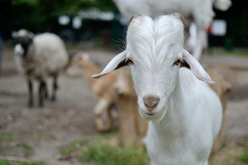 goats and sheeps in contact zoo animal portrait