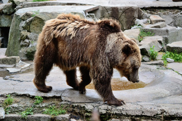bear walking in a zoo