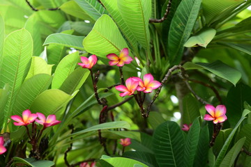 Beautiful spring flowers in the garden 