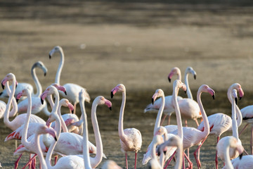 Caribbean pink flamingo at Ras al Khor Wildlife Sanctuary, a wetland reserve in Dubai, United Arab Emirates