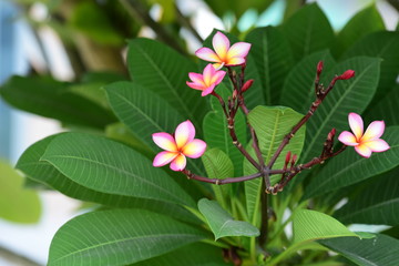 Beautiful spring flowers in the garden 