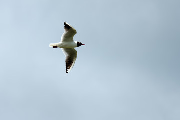 Black-Headed Gull in Flight