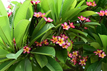 Obraz premium Beautiful spring flowers in the garden 