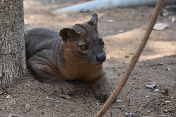 Fossa in Kirindy Reserve, Madagascar