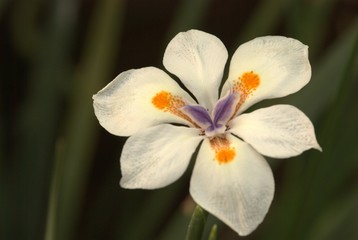 Iris blanco SMA 4