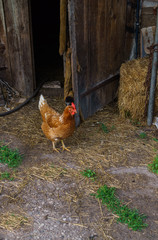 Bright live red chicken walks around the yard.