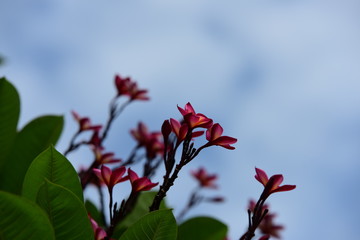 Beautiful spring flowers in the garden 