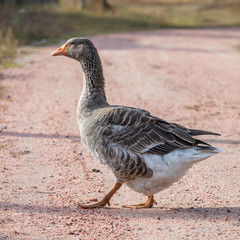handsome goose walking on the road