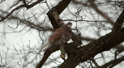 squirrel on a tree