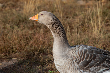 goose head