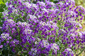 Obraz premium Lobularia blossom with purple lilac small flowers. Garden ornamental flowering plant. Background sunny summer backdrop