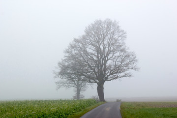 Fototapeta na wymiar Foggy road and trees. Early morning landscape, Germany